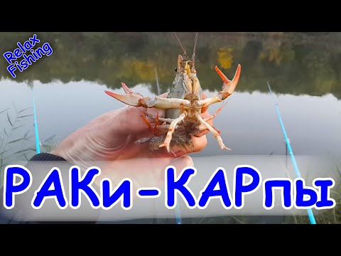 Видео: РАКИ клюют на поплавок вместо КАРПОВ! Борьба с раками при ловле рыбы - идеи для защиты.