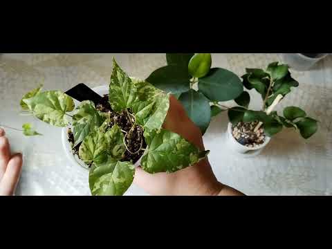 Видео: Новиночки и пересадка. 