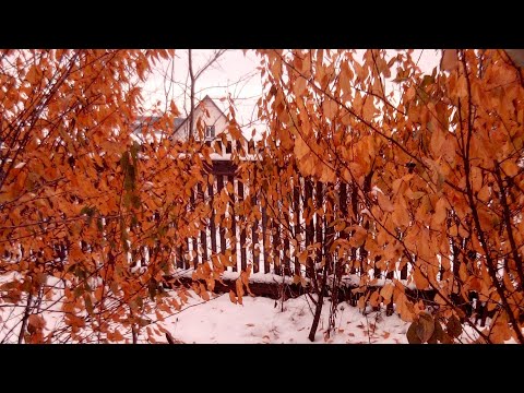 Видео: ЧТО С ЦЕНАМИ...🤔 НЕМНОГО О ПОГОДЕ🍂🍁🍂