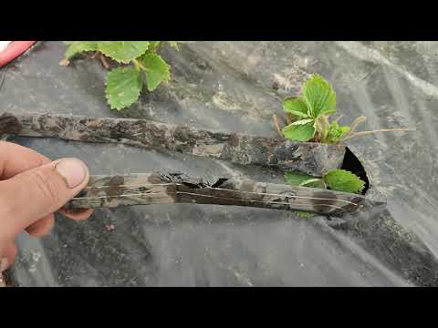 Видео: Ремонт капельной ленты