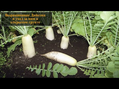 Видео: Выращивание дайкона из семян в открытом грунте