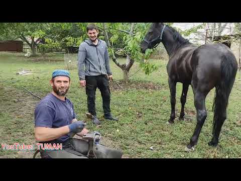 Видео: Выезд на Ковку Карачаевского Жеребца. Зелим и Туман.