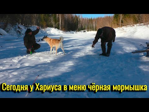 Видео: Весенняя рыбалка на Хариуса 2025. Сегодня у хариуса в меню чёрная мормышка.