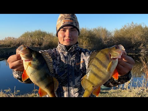 Видео: ТУРГАЙ ОСЕНЬ 2025. ТРОФЕЙНЫЕ ЩУКИ И ОКУНИ ЛОМАЮТ СПИННИНГИ 