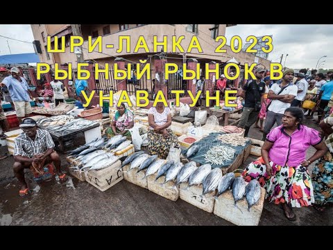 Видео: ШРИ-ЛАНКА 2023: УНАВАТУНА: РЫБНЫЙ РЫНОК ЧТО ПОЧЁМ?