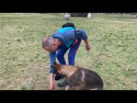 Видео: Немска овчарка Ерика - първа трен. - Общо послушание.