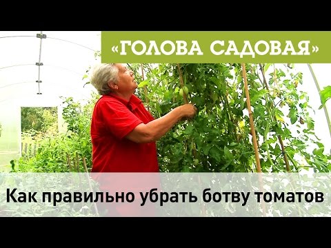 Видео: Голова садовая - Как правильно убрать из теплицы ботву томатов