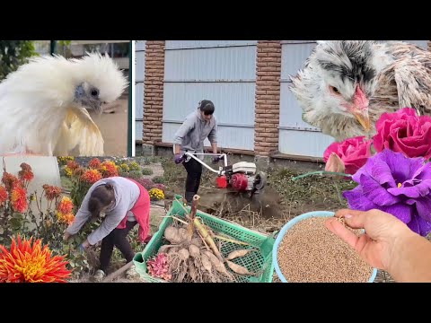 Видео: Что делаю с квочками 🐔 Экономный способ посева пшеницы 🌸 Как храню Георгины