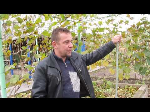 Видео: Формировка винограда на беседке. Виноградник Шаламова Николая 2020.