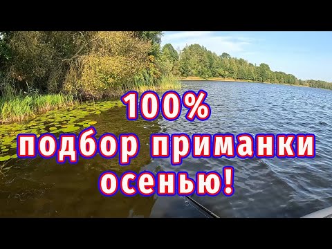 Видео: Смена приманок осенью даёт 100% результат!