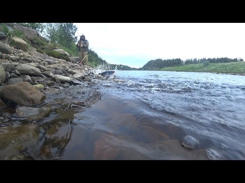 Видео: Ловля Горбуши, Семги, Хариуса, Форели, Трески на Кольском полуострове/Salmon Fishing