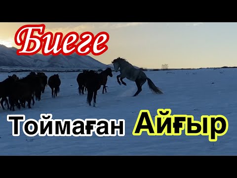 Видео: Тоқал іздеген Көк-Айғыр! Үйірді тартып алды.