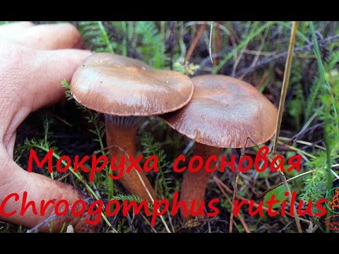 Видео: Мокруха сосновая - хороший гриб!