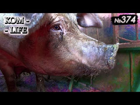 Видео: После такого ОПОРОСА только на КОЛБАСУ