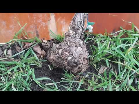 Видео: Бактериальный рак на винограде, неизлечимая болезнь. Будьте на чеку и не пренебрегайте