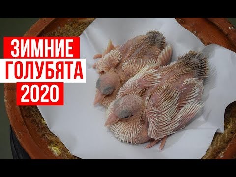Видео: Зимние голубята, лучшие как по мне! Кони! 01.02.20
