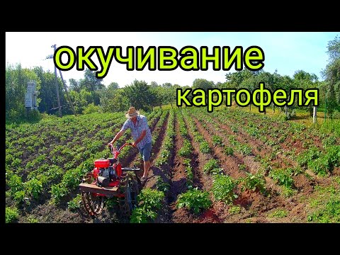 Видео: Мотоблок Форте. Окучивание картофеля.