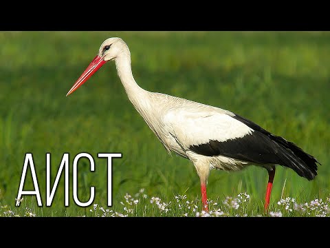Видео: Аисты: Птицы домашнего счастья | Интересные факты про аистов