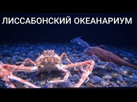 Видео: Океанариум. Лиссабон. Аквариумы с обитателями океана.