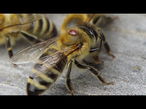 Видео: Новое средство от клеща варроа. Какой же результат?