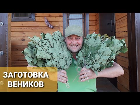 Видео: Заготовка Дубовых Веников.Полный Цикл-от А до Я.