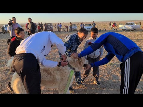 Видео: Балканский Велаят район Кожбан Той Турнир!