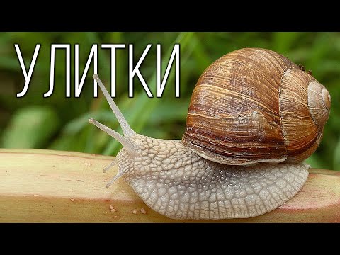 Видео: Улитки: Удивительные моллюски | Интересные факты про улиток