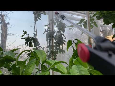 Видео: Обработка от клеща 🏡🍊🍋🕷