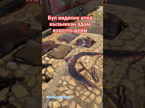 Видео: БУЛ ВИДЕОНУ АТКА КЫЗЫККАН АДАМ КОРБОЙ ОТКОЗУП ЖИБЕРБЕЙТГО ДЕЙМ