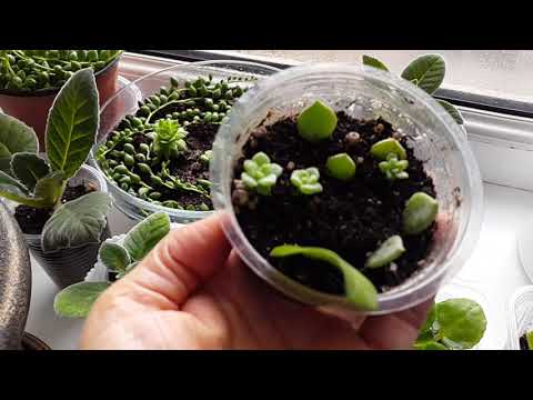 Видео: Видеоотчёт моих цветов февраль 2021 / Гулдорумдун отчёту