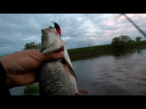 Видео: Жерех, голавли. Вечёрка на Оке.