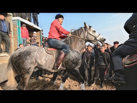 Видео: Тошкент Солдатскийда улоқ купкари 2022! Бойсун охирига солди!