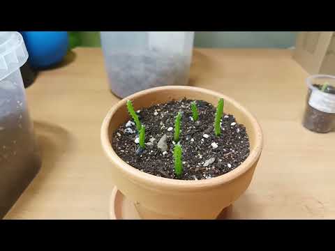 Видео: Про Питахайят и Волосатых Обезьян. 03.02.2024