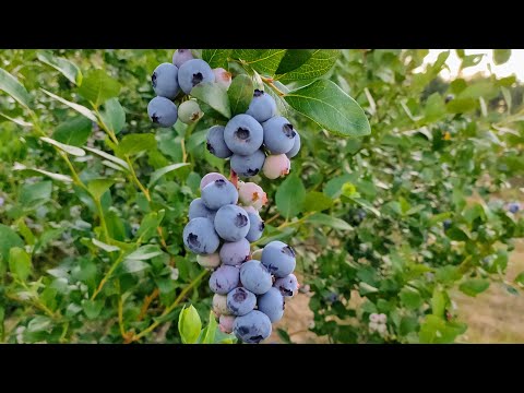 Видео: Отвечаем на вопросы о голубике