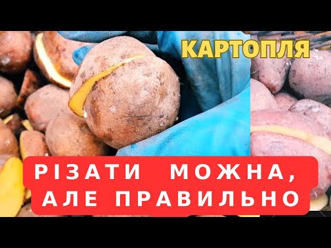 Видео: ГОТУЄМО КАРТОПЛЮ ДО ПОСАДКИ. РОБИМО так БАГАТО років‼️
