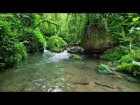 Видео: Прекрасное пение птиц по утрам, тихий ручей в зеленом лесу, ASMR