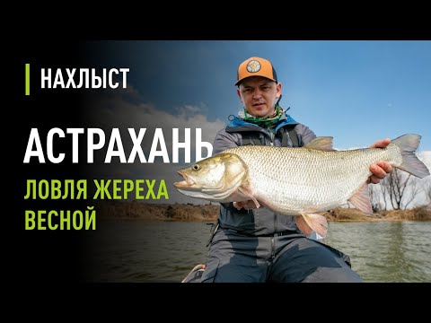 Видео: Ловля ЖЕРЕХА весной с глубины. Стримеры для КРУПНОГО жереха, проводка и тактика ловли 2022