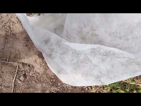 Видео: Инжир трех летки  в открытом грунте .Никополь 14.10.23