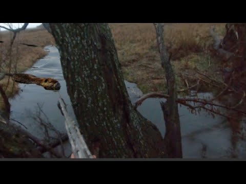 Видео: ОХОТА НА БОБРА С ДЕРЕВА! ОДИН ТОЧНЫЙ ВЫСТРЕЛ И ТРОФЕЙ ВЗЯТ ! Мр -155 в деле 👍 hunting and fishing