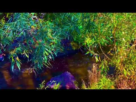 Видео: У реки🏞️окрестности п Черемша, Асбест, Средний Урал