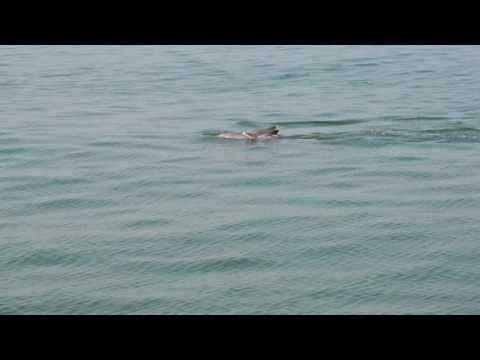 Видео: Дельфины в Индийском океане