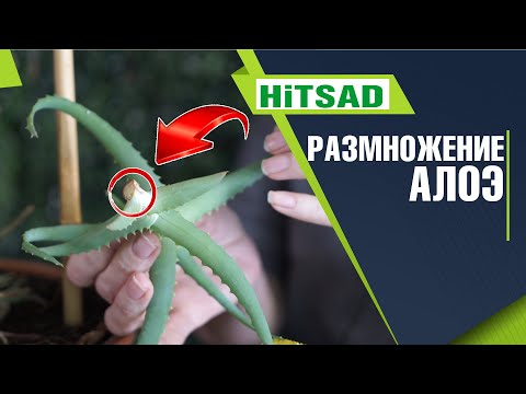 Видео: Правильная обрезка и пересадка алоэ ✔️ Советы от Хитсад ТВ