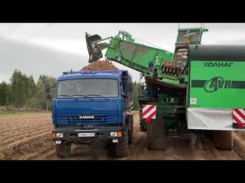 Видео: Уборка картофеля 2021 в Тверской области  (Продолжение) / Слишком поздняя уборка зерновых