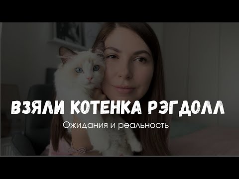 Видео: Рэгдолл - отзыв о породе от владельцев, 2024