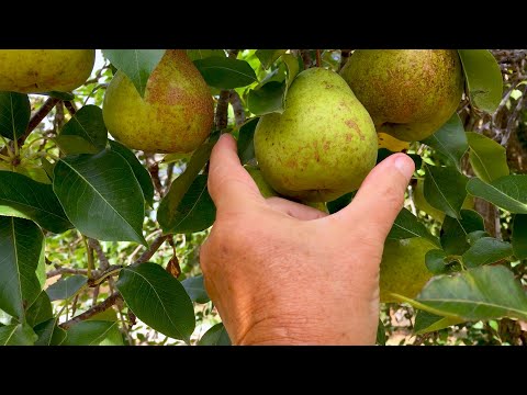 Видео: НЕ ПОКУПАЙТЕ ФРУКТОВЫЕ ДЕРЕВЬЯ, ПОКА НЕ ПОСМОТРИТЕ ЭТО!