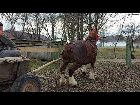 Видео: 📢Крісті працює 🚜🚨удобрює город💪💣👍