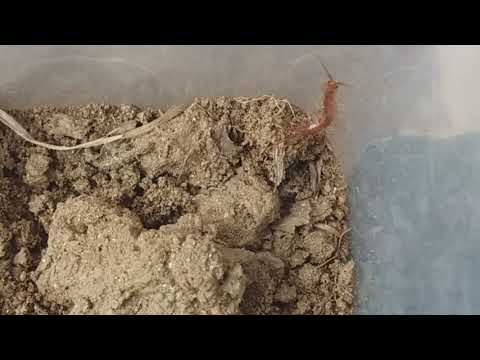 Видео: Обикновена скрипия