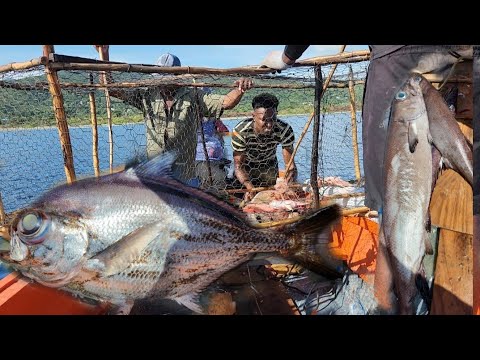 Видео: Впервые поймал такую ​​рыбу на расстоянии четырёх миль в море.