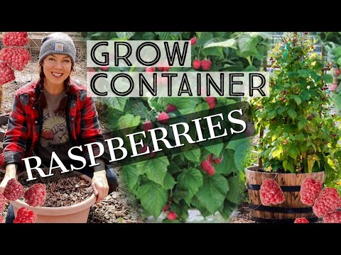 Видео: Как выращивать малину в контейнерах