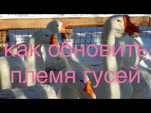 Видео: Генетика и разведение Гусей